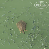 фото из отзыва ID 1440618