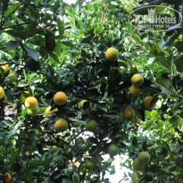 фото из отзыва ID 1441005