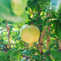 фото из отзыва ID 1442283