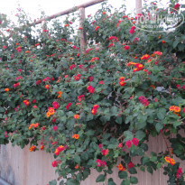 фото из отзыва ID 1442601