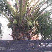 фото из отзыва ID 1442935