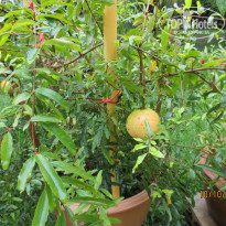 фото из отзыва ID 1442935