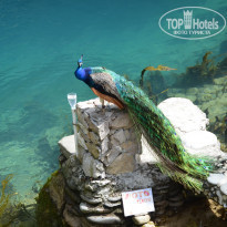 фото из отзыва ID 1443118