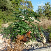 фото из отзыва ID 1443967