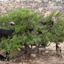 фото из отзыва ID 1445098