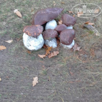 фото из отзыва ID 1443793