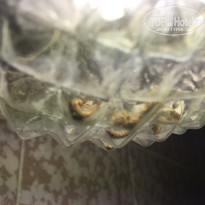 фото из отзыва ID 1445670