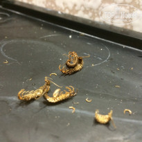 фото из отзыва ID 1445670