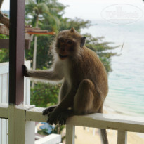 фото из отзыва ID 1446188