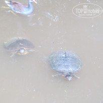 фото из отзыва ID 1446429