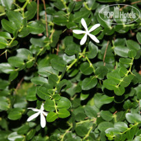 фото из отзыва ID 1441787