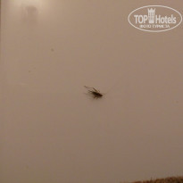 фото из отзыва ID 1446989