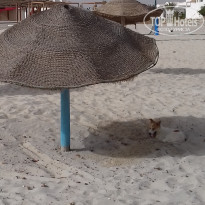 фото из отзыва ID 1447065