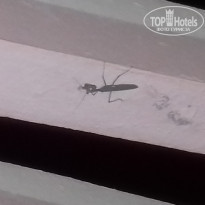 фото из отзыва ID 1447065