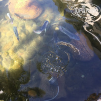 фото из отзыва ID 1447674