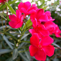 фото из отзыва ID 1448218