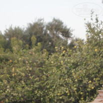 фото из отзыва ID 1448794