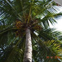 фото из отзыва ID 1449151