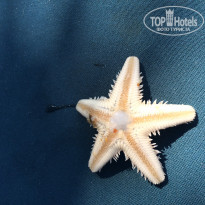 фото из отзыва ID 1449151