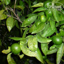 фото из отзыва ID 1449312