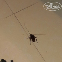 фото из отзыва ID 1449327