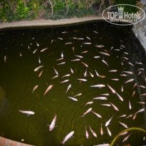 фото из отзыва ID 1449670