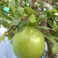 фото из отзыва ID 1444836