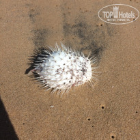 фото из отзыва ID 1450096