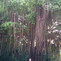 фото из отзыва ID 1452204