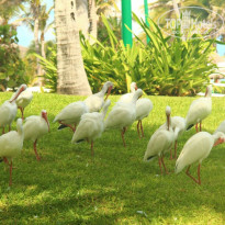 фото из отзыва ID 1452356