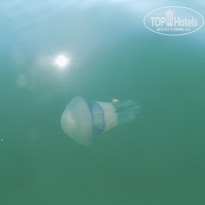 фото из отзыва ID 1452535