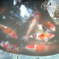 фото из отзыва ID 1452608