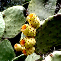 фото из отзыва ID 1452653