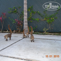 фото из отзыва ID 1453251