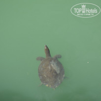 фото из отзыва ID 1454726