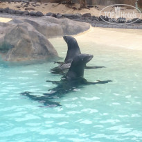 фото из отзыва ID 1454693