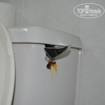 фото из отзыва ID 1455213