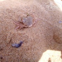 фото из отзыва ID 1457224