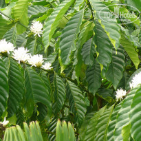 фото из отзыва ID 1457385