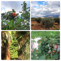 фото из отзыва ID 1457416