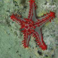 фото из отзыва ID 1457632