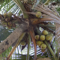 фото из отзыва ID 1458048