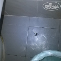 фото из отзыва ID 1458243