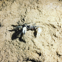 фото из отзыва ID 1458338