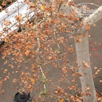 фото из отзыва ID 1457491