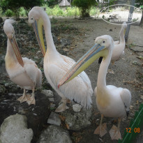 фото из отзыва ID 1458124