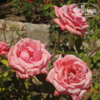 фото из отзыва ID 1458124