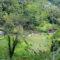 фото из отзыва ID 1459261