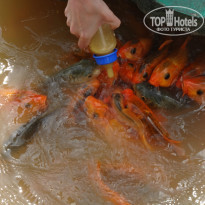 фото из отзыва ID 1459324