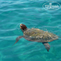 фото из отзыва ID 1459411